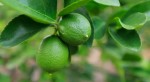Limón